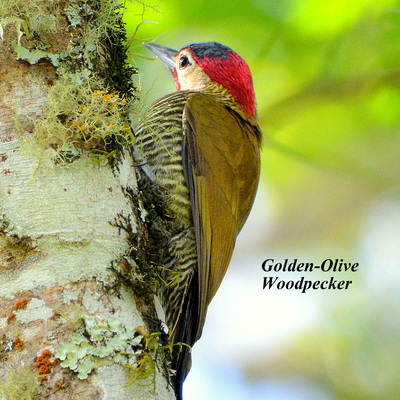 Golden-Olive Woodpecker